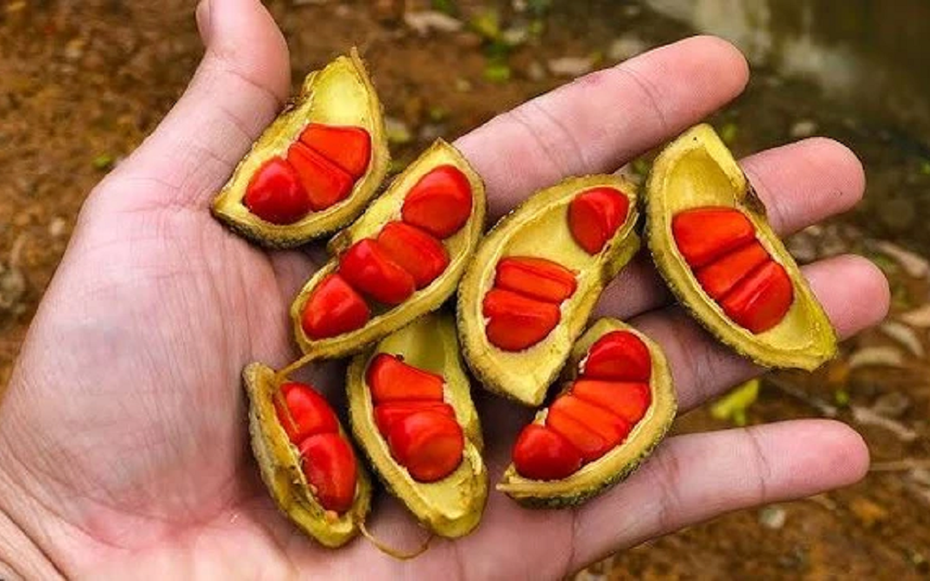 Loại hạt xưa rụng "thối gốc" không ai nhặt, nay giá tiền triệu/kg