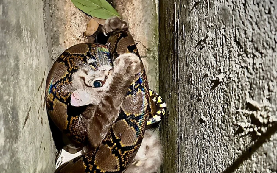 Nghe thấy tiếng động lạ, người đàn ông chạy ra sân thấy cảnh tượng "nổi da gà"