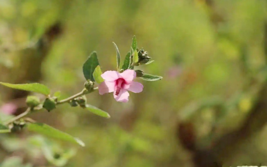 Loài cây "đáng ghét" trong mắt nông dân, nước ngoài bán nửa triệu/kg