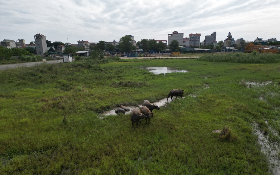 Dự án Cảng cạn ICD Mỹ Đình "mắc cạn" thành bãi chăn thả gia súc