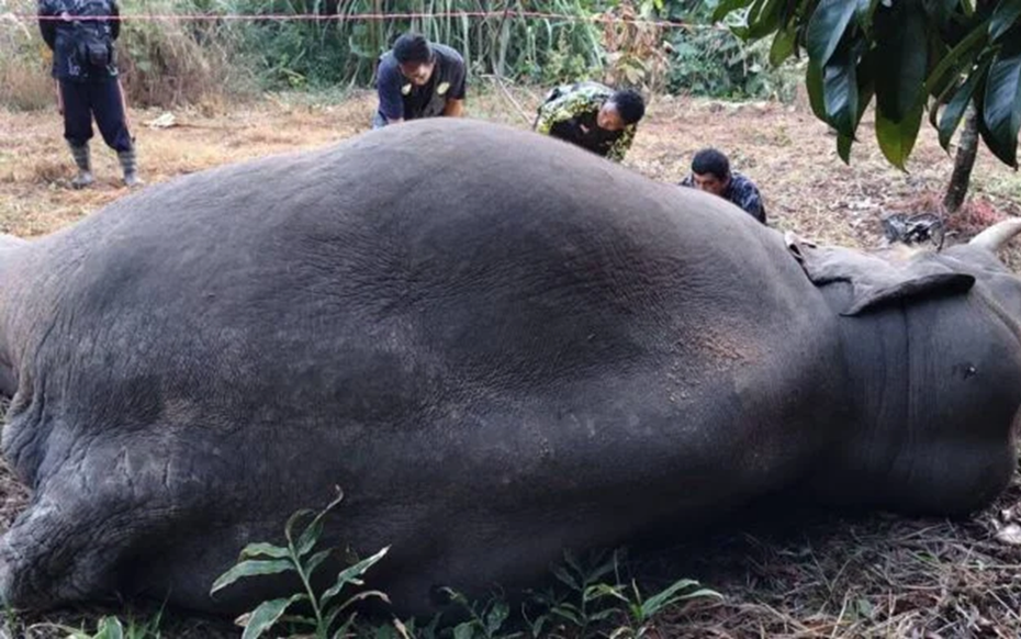 Đang đi dạo, người dân bàng hoàng phát hiện 3 con vật "khổng lồ" chết trong vườn