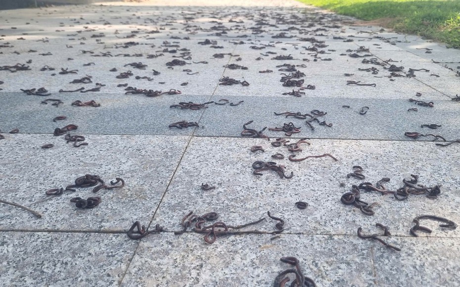 Cảnh tượng kinh hãi khi hàng nghìn con giun đất bò lên vỉa hè chết khô