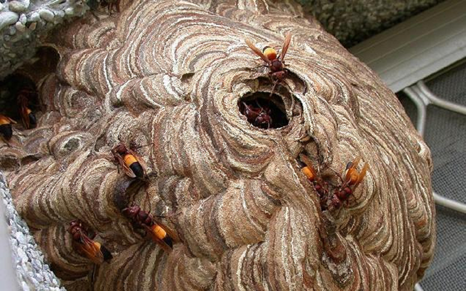 Đang dọn dẹp nhà, người đàn ông 45 tuổi bị con vật quen thuộc đốt nguy kịch