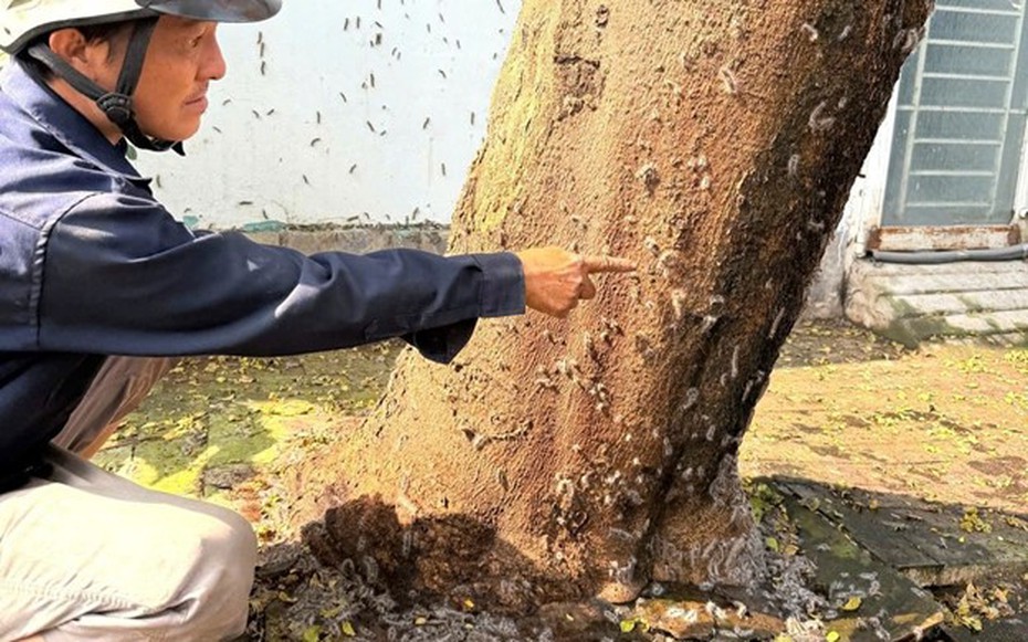 Hãi hùng cảnh tượng hàng nghìn con sâu róm bò vào nhà dân