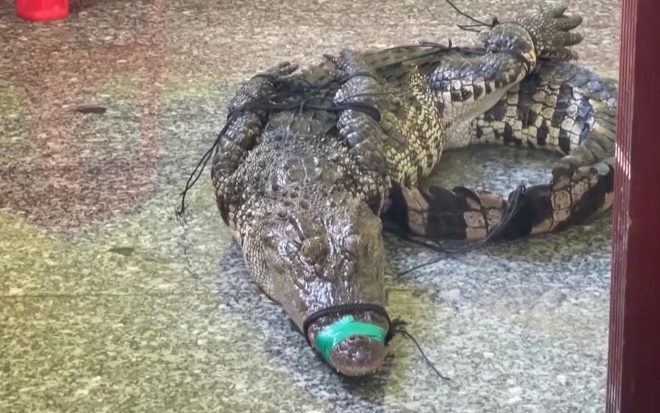 Cá sấu xuất hiện ở khu dân cư, chủ nuôi phải chịu trách nhiệm pháp lý
