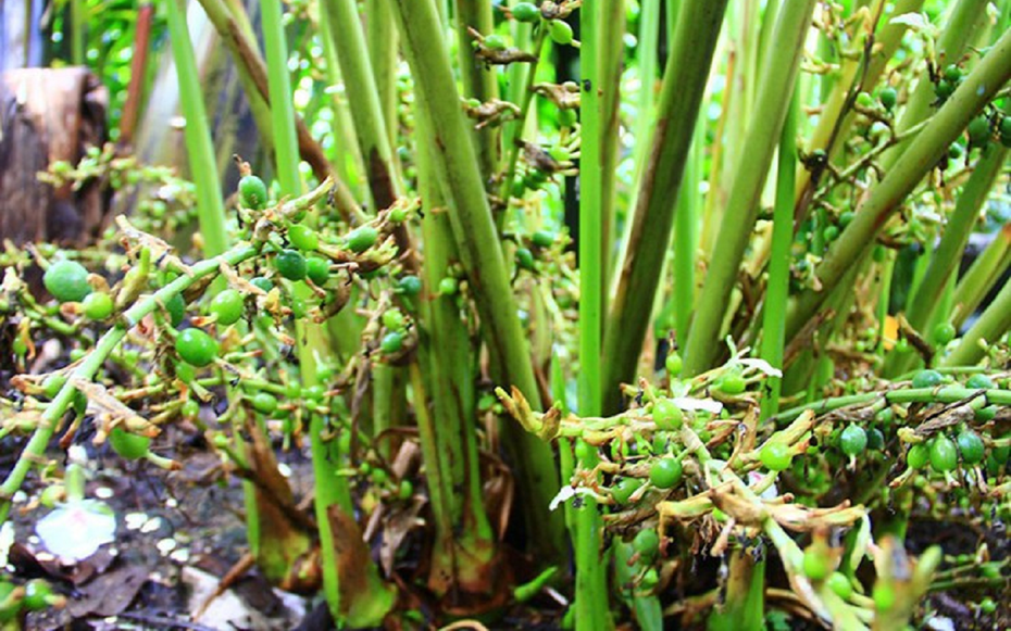 Loại hạt đắt đỏ bậc nhất thế giới, 2 triệu đồng/kg chỉ hơn 10 nước trồng được, ở Việt Nam cũng có