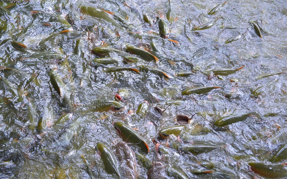 Có một hang cá thần ở Thanh Hóa chưa được nhiều người biết đến