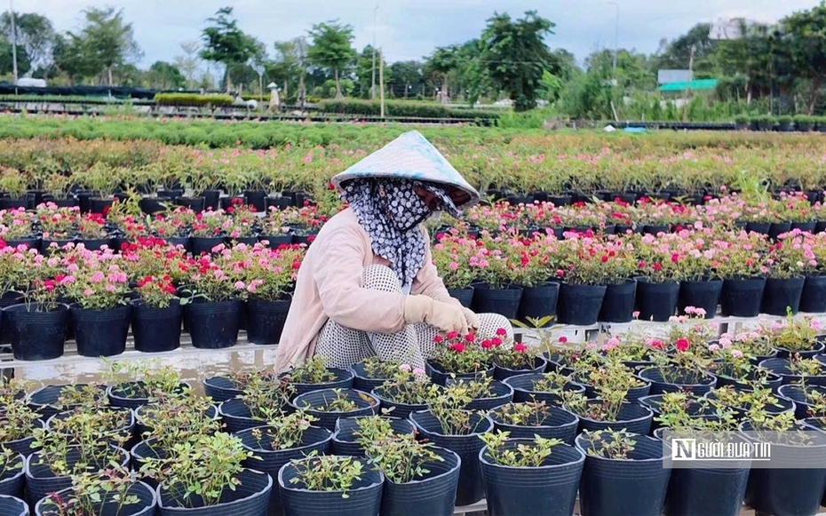 Sắc hoa Sa Đéc chuẩn bị đón Festival và Tết 2026