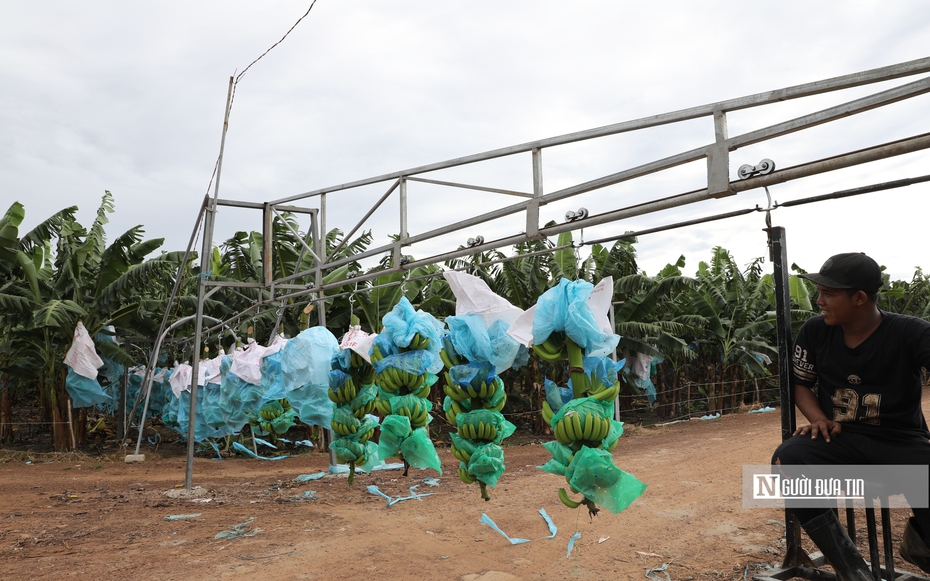 "Lá chắn" sinh thái bảo vệ đô thị 14 triệu dân Tp.HCM