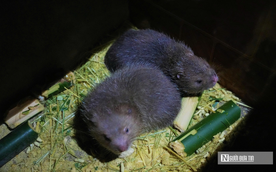 Người dân miền núi Nghệ An thu lời cao từ con siêu gặm nhấm