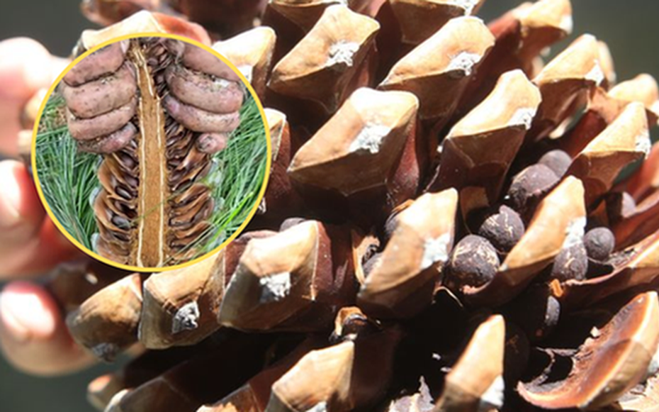 Loại hạt đắt đỏ bậc nhất thế giới, ở Việt Nam xưa rụng đầy gốc ít ai nhặt