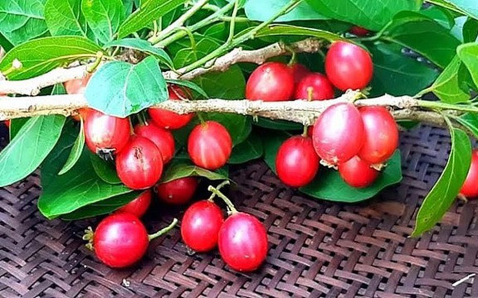 Ký ức tuổi thơ qua loại quả mang hương vị đặc trưng, đỏ au nhìn siêu hấp dẫn