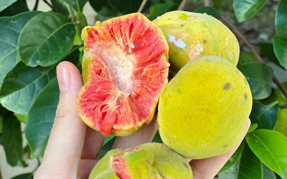 Thứ quà quê có vị chua chua, ruột hồng bắt mắt được nhiều người săn lùng