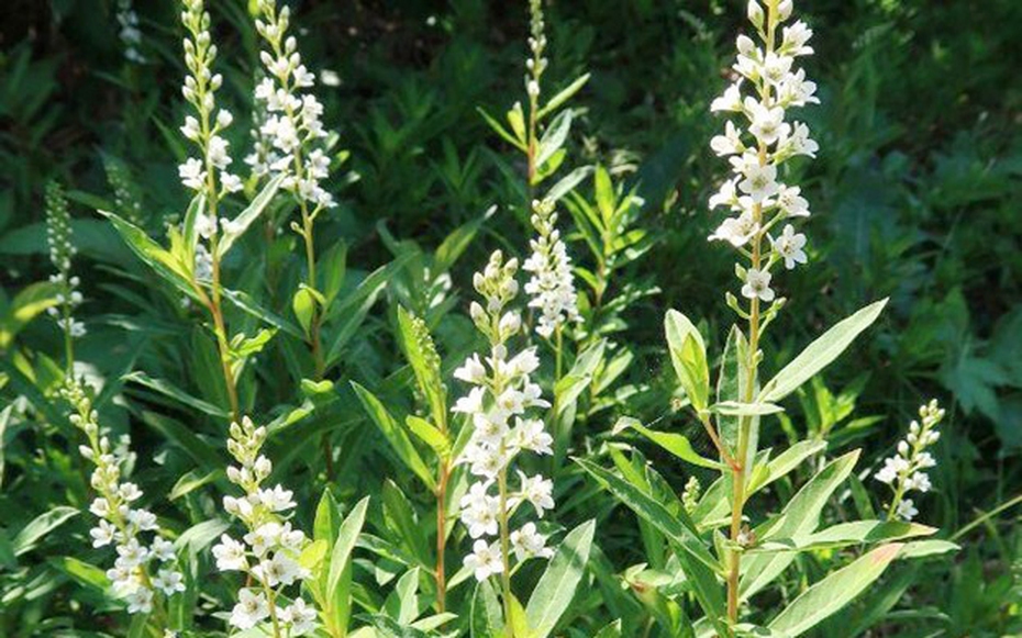 Vị thuốc quý từ loại rau tên đẹp như những vì sao, mọc dại nhiều