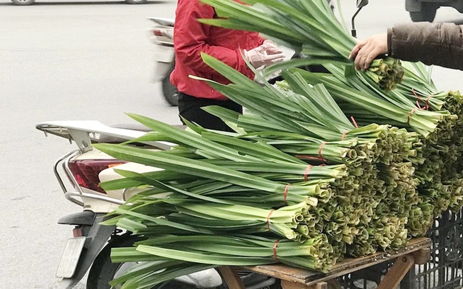 Lá thơm đặc trưng là "thần dược" dễ tìm trong vườn nhà, hiệu quả bất ngờ cho sức khỏe