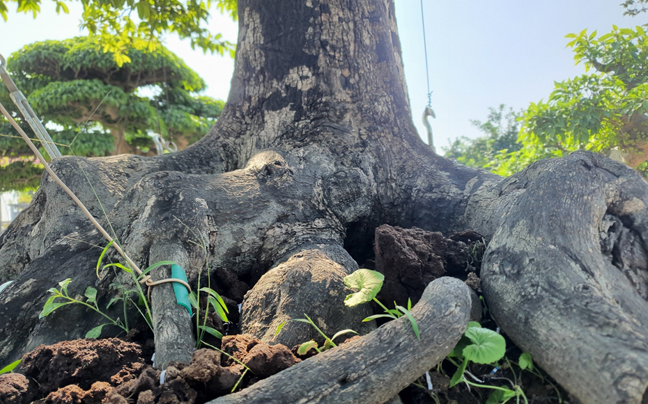 “Báu vật” trong vườn: Cây cảnh u cục được trả 2 tỷ nhưng chủ chê “chưa tới giá”
