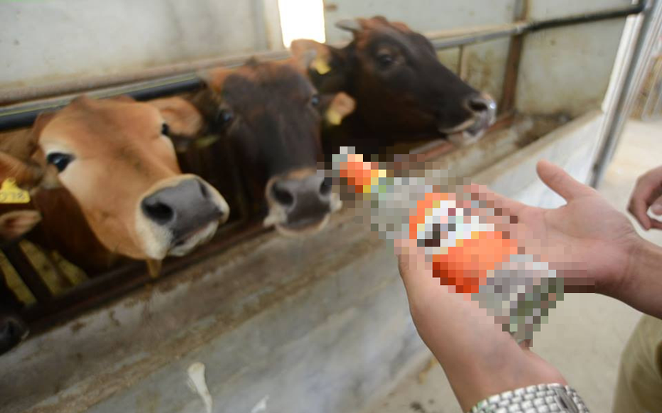 Người đàn ông trộm 10 con bò của hàng xóm bán lấy tiền tặng "gái lạ" và cái kết