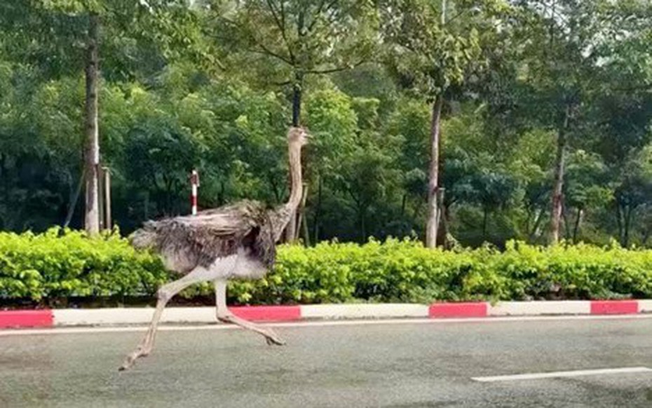 Chim đà điểu cao gần 2m chạy rông gây náo loạn khu công nghiệp