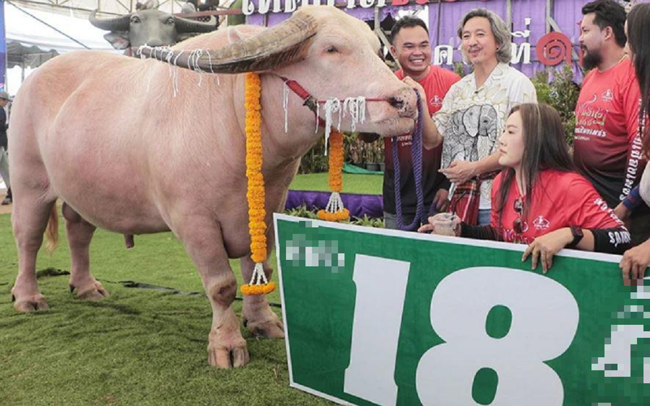 Mang con trâu có màu "lạ" đi bán, người đàn ông "ôm" 12 tỷ đồng về nhà