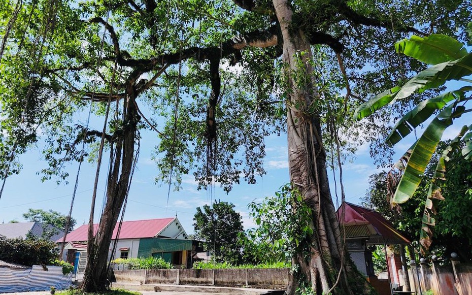 Chiêm ngưỡng “cổng làng tự nhiên” từ cây đa hàng trăm năm tuổi ở Hà Tĩnh