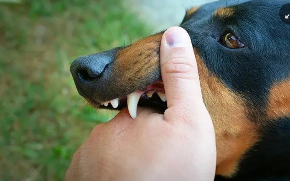 Nam thanh niên tử vong sau 20 ngày bị chó cắn