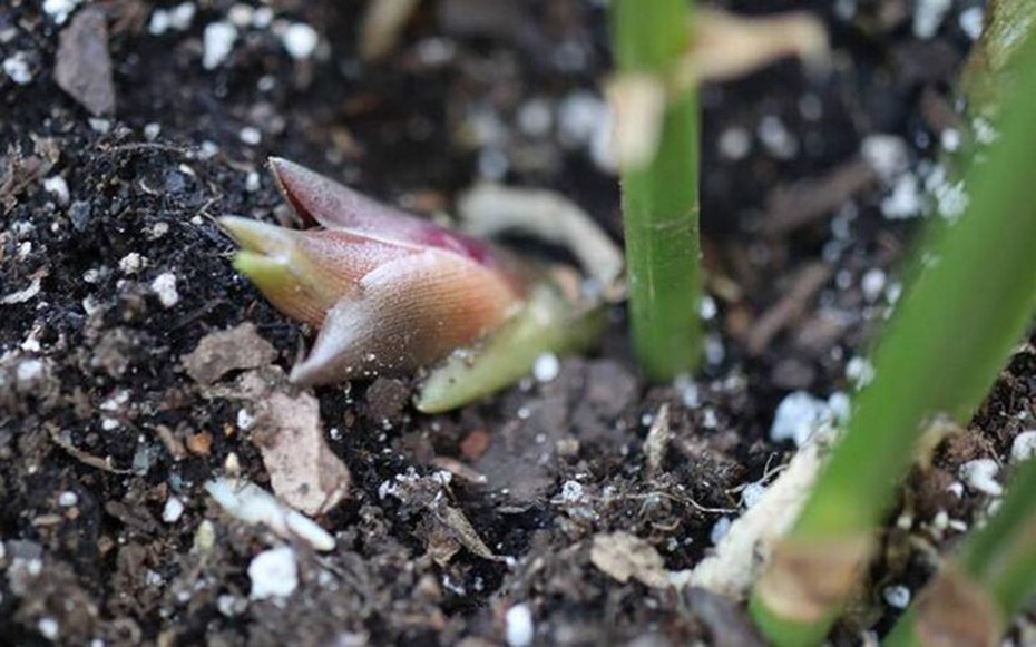 Loại rau mọc hoang ở rừng nhưng được coi là "nhân sâm châu Á"