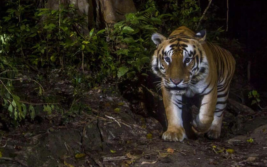 Đang đi làm, người đàn ông 44 tuổi bị hổ dữ vồ tử vong