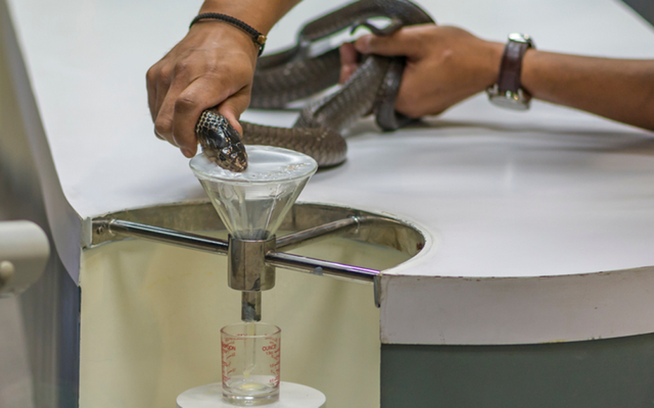 Vắt "sữa" rắn - Công việc kỳ lạ và nguy hiểm bậc nhất thế giới