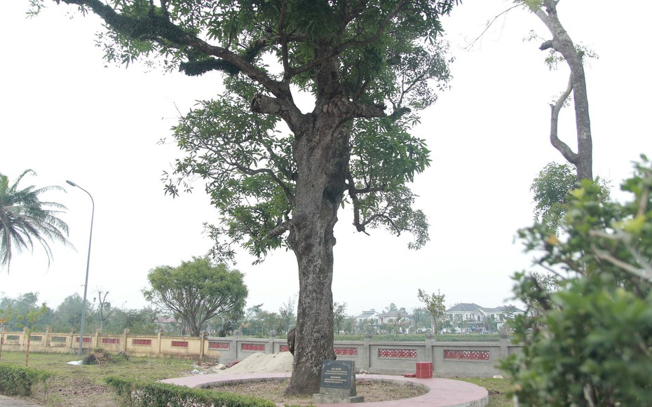 Cận cảnh 2 cây cổ thụ hơn 300 năm tuổi trong Di tích Quốc gia đặc biệt Khu lưu niệm Nguyễn Du