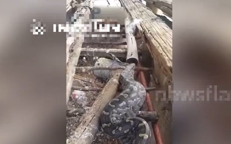 Bước chân ra vườn, người dân bỗng thấy cảnh tượng "nổi da gà"