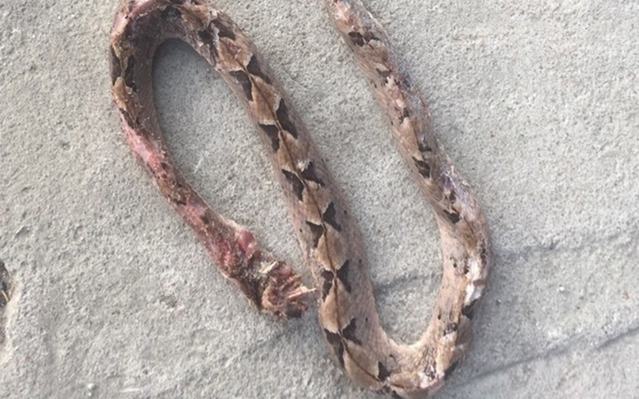 Người đàn ông 27 tuổi suýt mất mạng vì tự ý chữa bệnh theo “kiểu lạ đời"