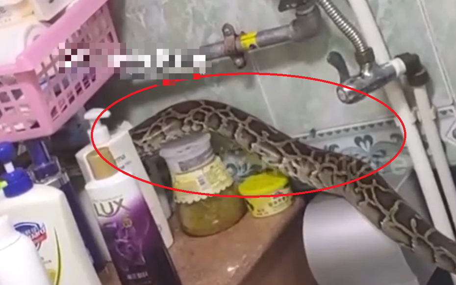 Nghe thấy tiếng động lạ, người phụ nữ bước vào phòng tắm thấy cảnh tượng "nổi da gà"