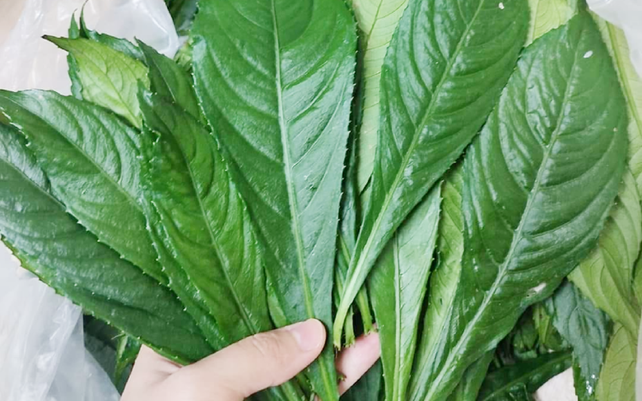 Công dụng không ngờ từ loại lá là gia vị phổ biến trong bếp người Việt