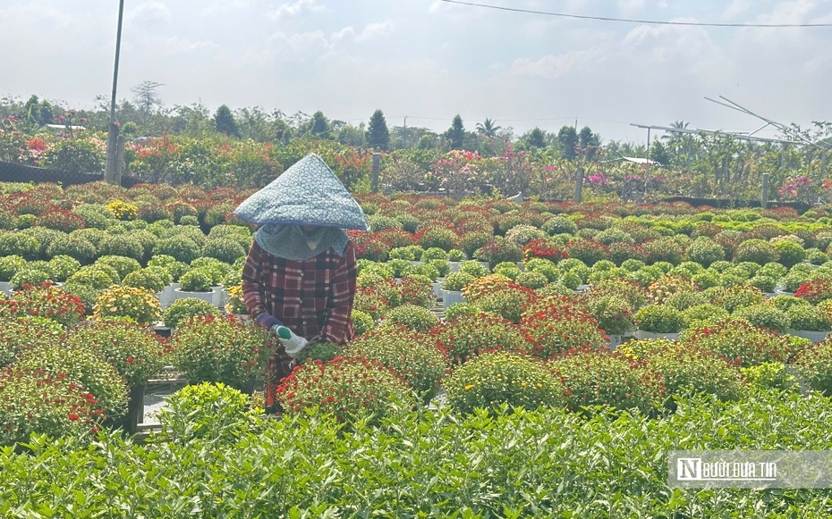 Hơi thở lễ hội ngập tràn “thủ phủ" hoa miền Tây