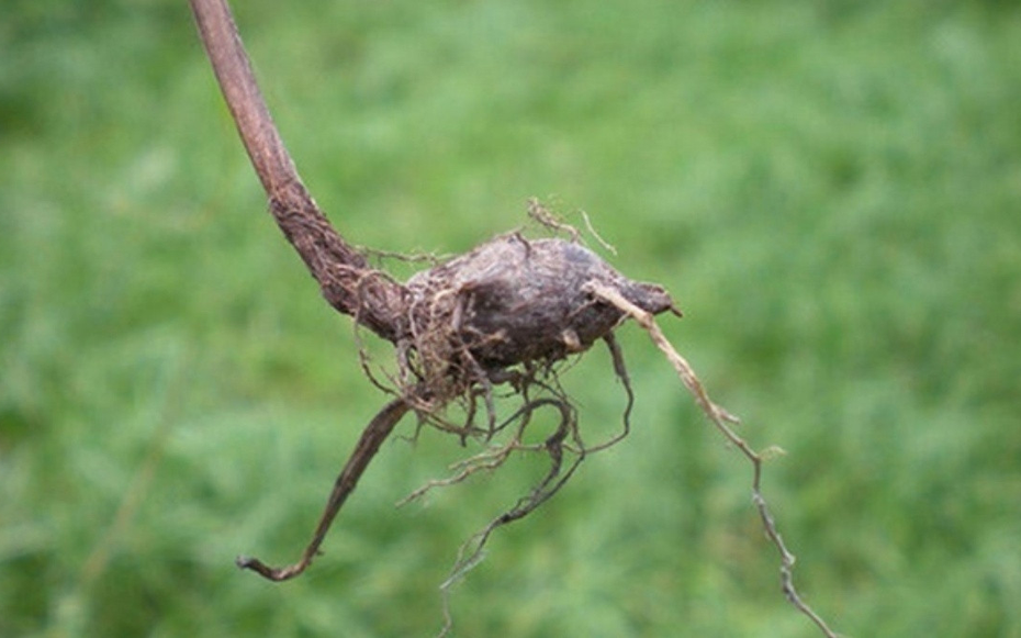 Loại cây "kẻ thù nhà nông" mọc um tùm sau mưa không ngờ có giá 350.000 đồng/kg