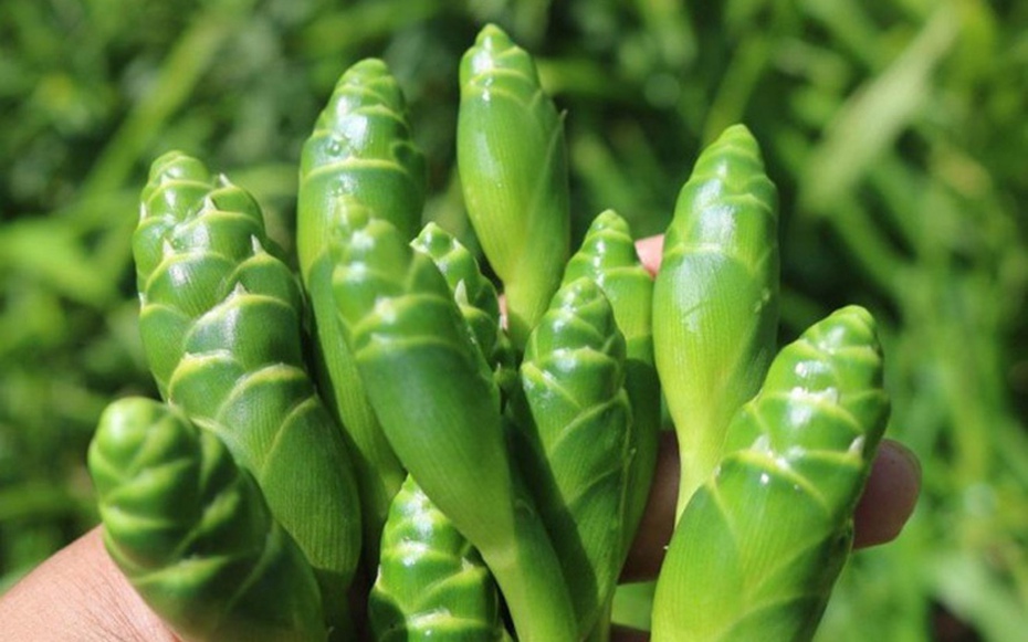 Thứ hoa tưởng vô dụng, không ngờ là món ăn lạ thơm ngon, bất ngờ gây sốt