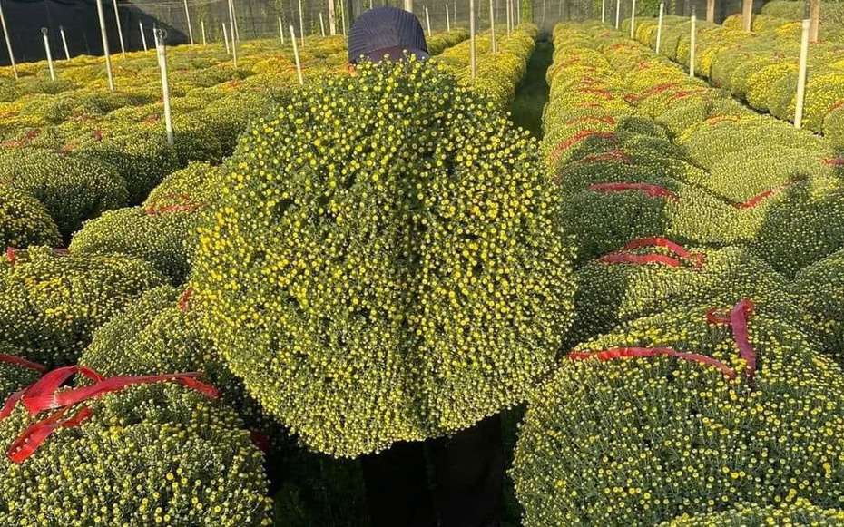 Cúc mâm xôi “đổ bộ” thị trường, xuống phố chào Tết sớm hơn mọi năm