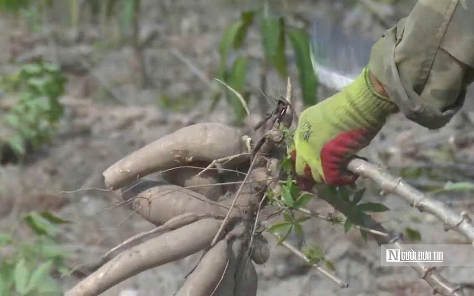 Để nông dân thoát cảnh "bán cả tạ sắn chưa bằng một ngày phụ hồ"