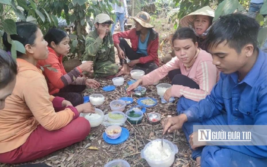 Giá hồ tiêu tăng, cơ quan chức năng khuyến nghị "không ồ ạt trồng thêm"