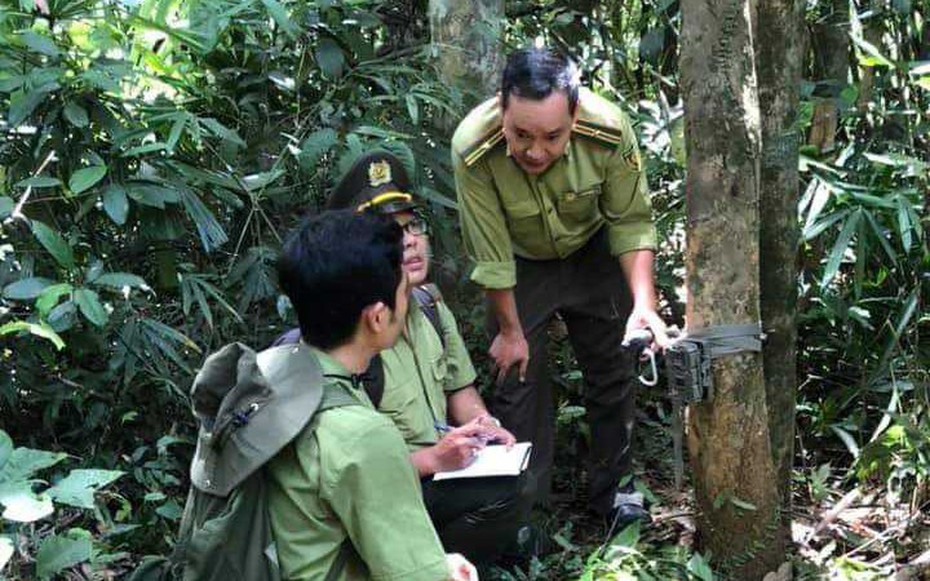 Nguyên nhân nào khiến diện tích rừng tự nhiên giảm ở Huế?