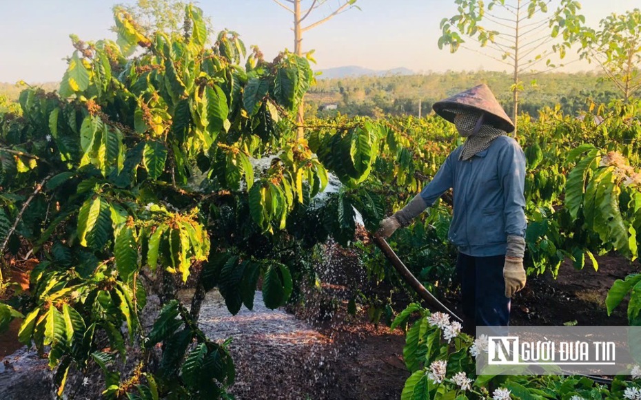 Giá cà phê lập đỉnh, nông dân Gia Lai phấn khởi đón vụ mùa mới