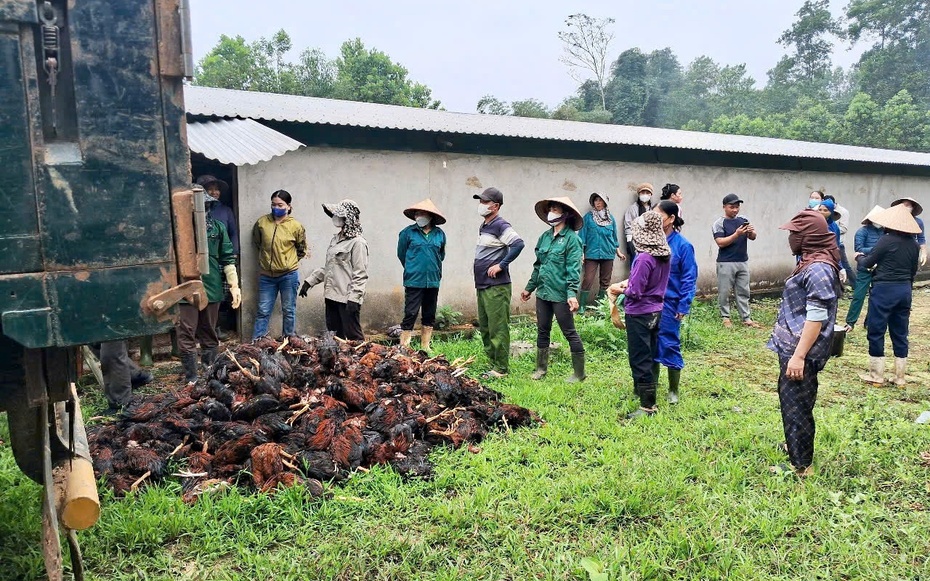 Mất điện giữa đêm khuya, 8.000 con gà sắp xuất chuồng chết ngạt