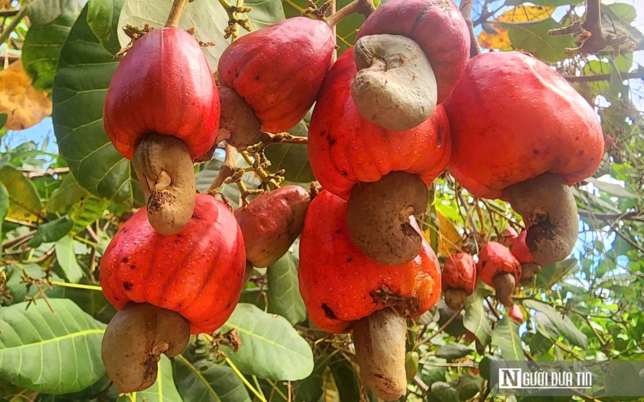 Ứng dụng khoa học, nông dân Bình Phước “hóa giải” nỗi lo mất mùa điều