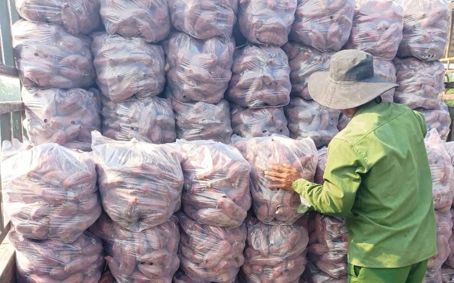 Trúng mùa khoai lang, nhiều nông dân thu tiền tỷ nhờ giá bán tăng vọt