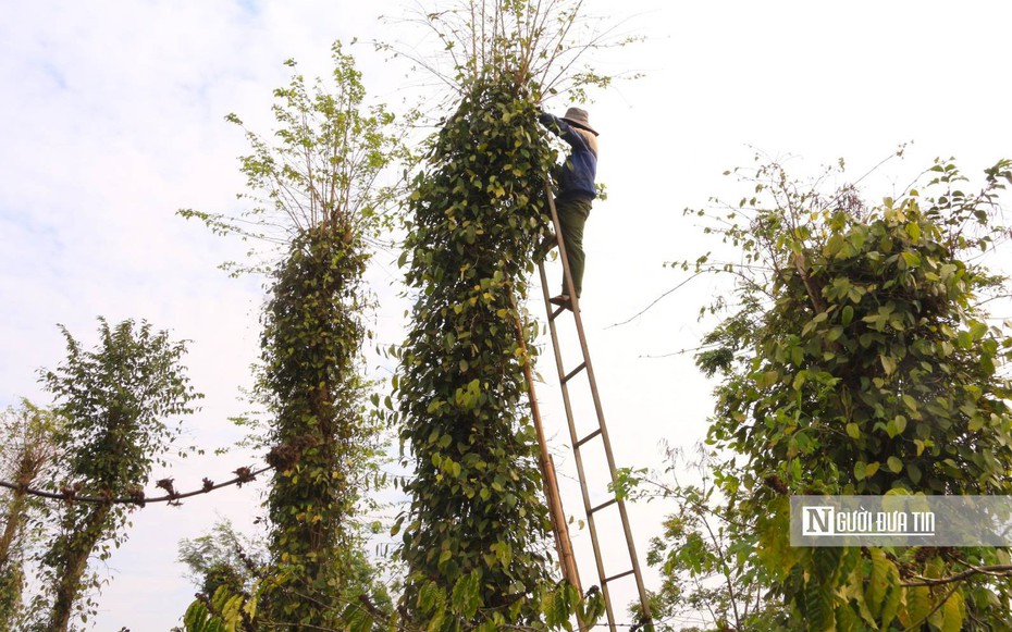 Giá "vàng đen" lập đỉnh, nông dân chật vật tìm người thu hoạch