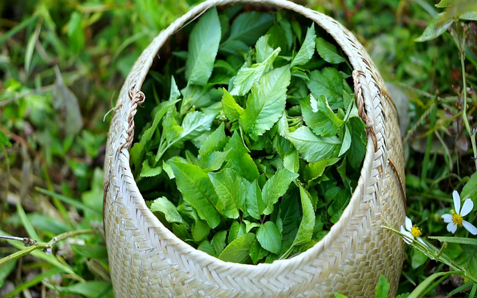 Loại cây là "kẻ thù nhà nông" lại được ví như cỏ thần, thế giới đánh giá cao