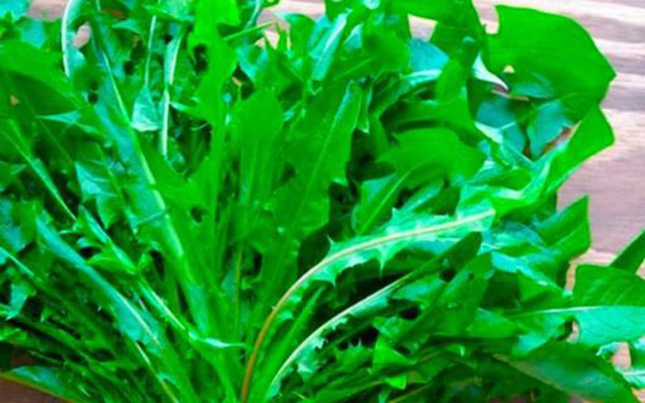 Cây dại ven đường ở Việt Nam sang nước ngoài hoá đặc sản đắt đỏ, Mỹ đánh giá "tốt bậc nhất thế giới"