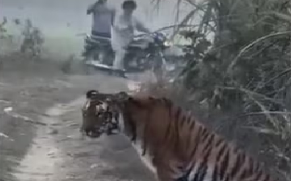 Đang đi dạo, người nông dân "thót tim" khi hổ dữ núp bụi cây lao ra