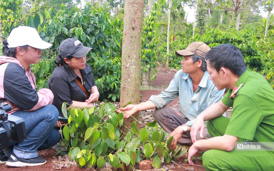 Giá hồ tiêu tăng cao, kẻ gian rình rập cắt trộm dây giống