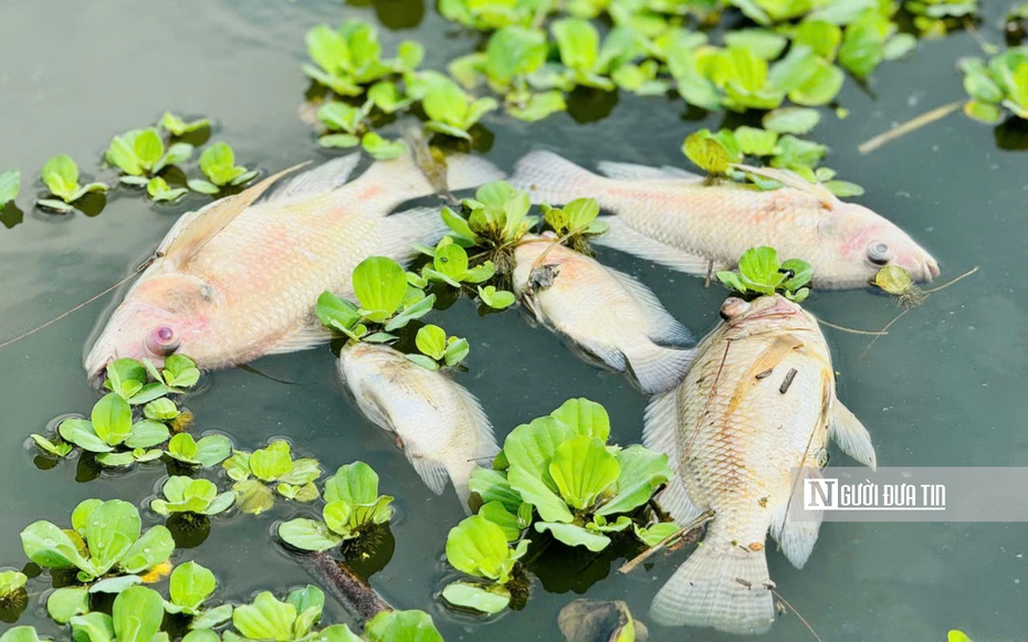 Nước bất ngờ chuyển màu đen, cá chết hàng loạt trên sông Bàu Giang